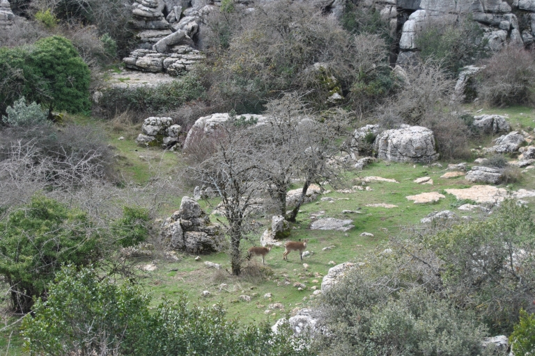 Desde Málaga: Parque Natural Torcal Antequera y Sitio de Dólmenes