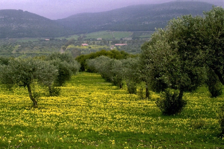 Corfou : randonnée dans la nature à travers les oliveraies avec arrêt baignadeRandonnée Nature sans Transfert