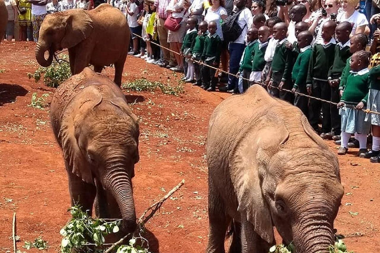 Parco nazionale di Nairobi, orfanotrofio degli elefanti e centro delle giraffeParco Nazionale di Nairobi, DSWT e Centro delle Giraffe senza ingresso