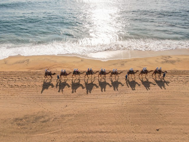 Los Cabos: Arch Tour by Speedboat and Camel Ride on Beach