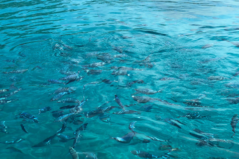 Faliraki: Viaje en barco a las bahías de Ladiko, Traganou y Antony Quinn