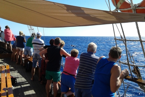Los Cristianos: Whale Watching Cruise on a Peter Pan Boat Whale Watching with Bus Transfer