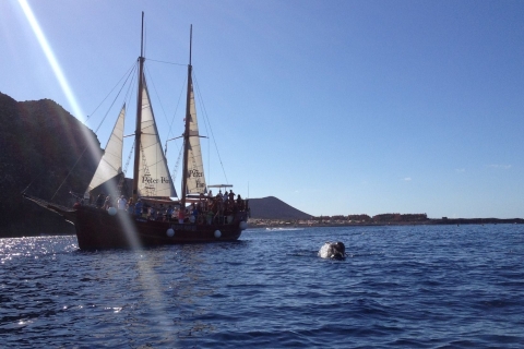 Los Cristianos: Whale Watching Cruise on a Peter Pan Boat Whale Watching with Meeting Point