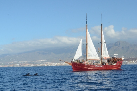 Los Cristianos: Whale Watching Cruise op een Peter Pan-bootWalvissen spotten met bustransfer