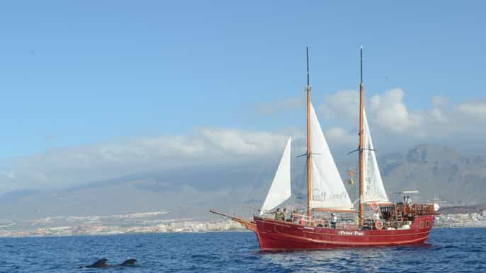 Los Cristianos: Ethical Whale-Watching on Pirate Ship & Swim