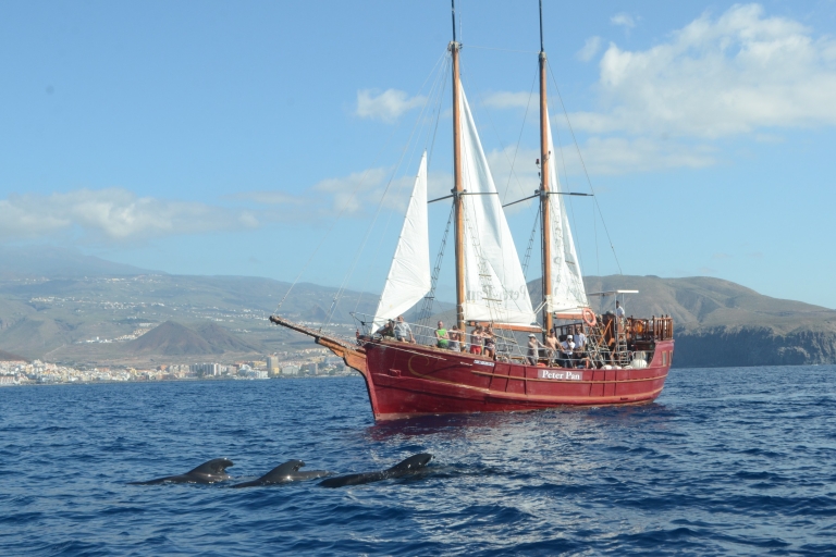 Los Cristianos: crucero de avistamiento de ballenas en un barco Peter PanAvistamiento de Ballenas con Traslado en Bus