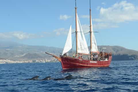 Tenerife South pirate boat whale watching and swim