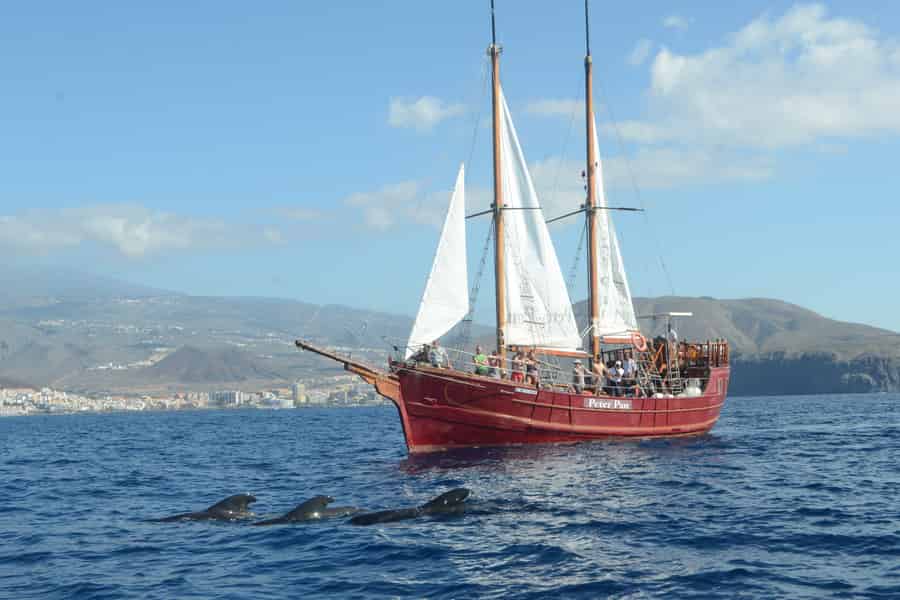 Teneriffa: Respektvolle Walbeobachtung, Piratenschiff und Schwimmen. Foto: GetYourGuide