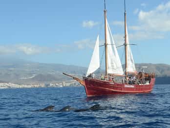 Tenerife:Observação de baleias, barco pirata e natação com respeito