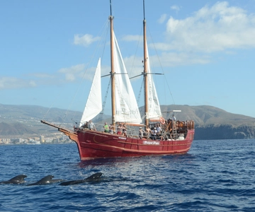 Tenerife:Respectful Whale Watching, Pirate Ship, & Swim