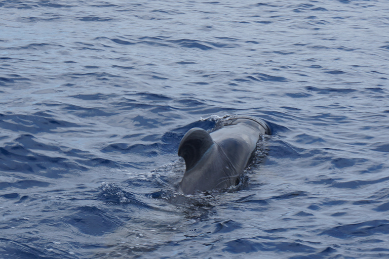 Los Cristianos: Whale Watching Cruise op een Peter Pan-bootWalvissen spotten met bustransfer