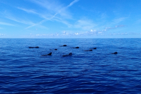 Los Cristianos : croisière d'observation des baleines sur un bateau Peter PanObservation des baleines avec point de rencontre