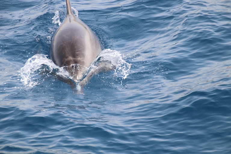 Los Cristianos: rejs z obserwacją wielorybów na łodzi Piotrusia PanaObserwacja wielorybów z transferem autobusowym