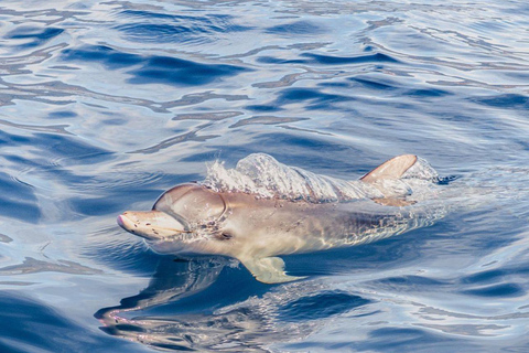 Tenerife: Tour guiado de caiaque para observação de tartarugas e golfinhos