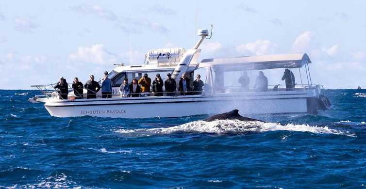 Sydney Ocean Whale Watching Experience GetYourGuide