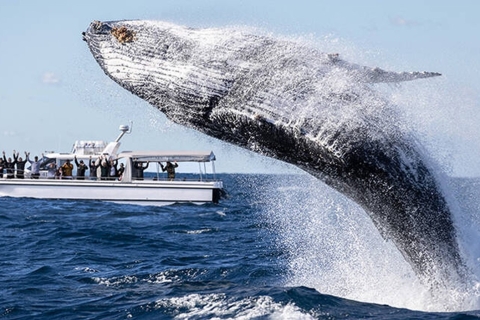 Sydney: gezinsvriendelijke thema-ervaring om walvissen te spotten