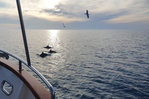 Pula: Cruzeiro para Observação de Golfinhos com Jantar e Bebidas