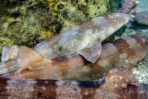 Acuario del Pacífico, LA: ticket sin colas en la taquilla