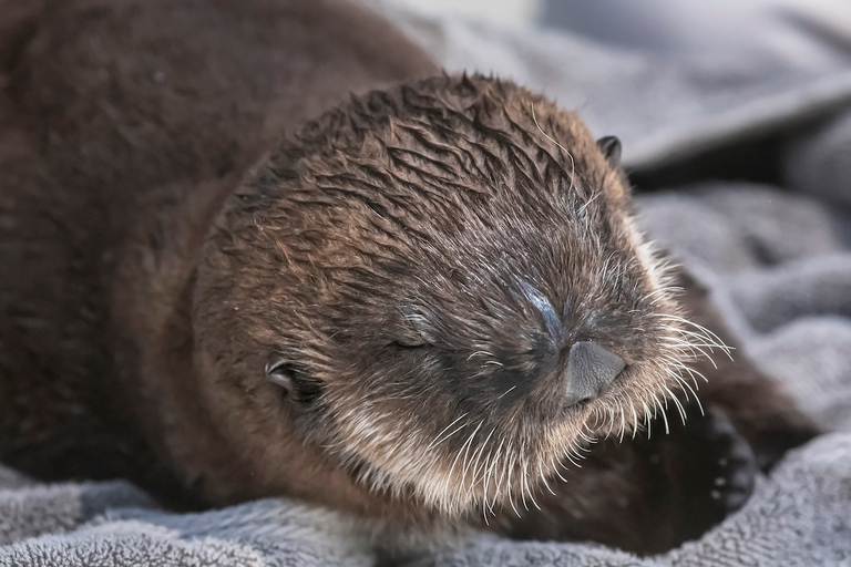 Los Angeles: Företrädesbiljett till Aquarium of the Pacific