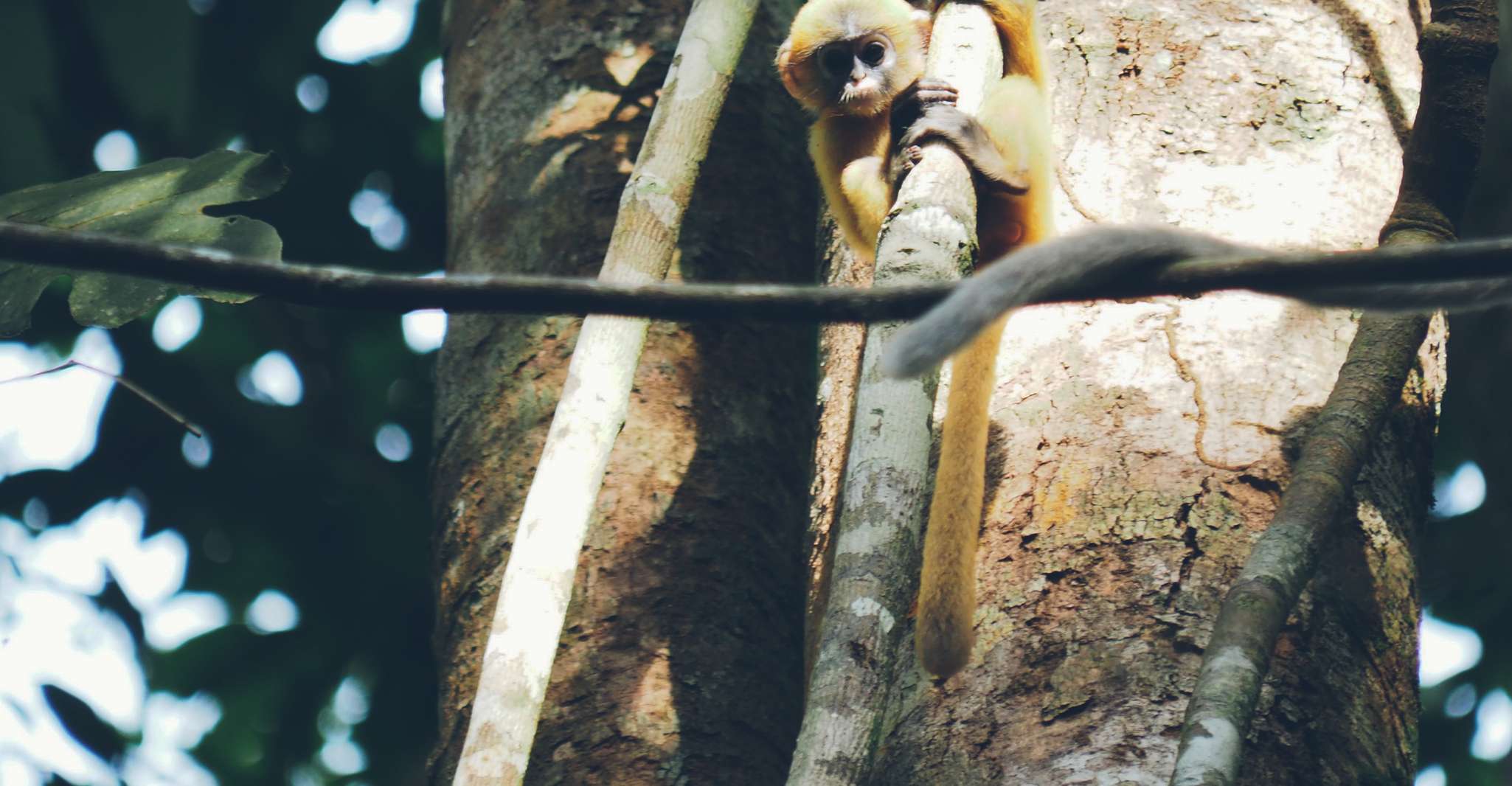 来自Khao Lak、Khao Sok Jungle Hike & River Tour - Hizvo