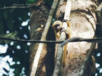 Von Khao Lak, Khao Sok Jungle Wanderung & Flusstour - Hizvo