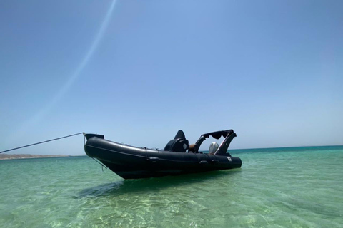 Hurghada: Observação de golfinhos em lancha rápida e mergulho com snorkel com almoçoObservação particular de golfinhos e mergulho com snorkel com lancheira