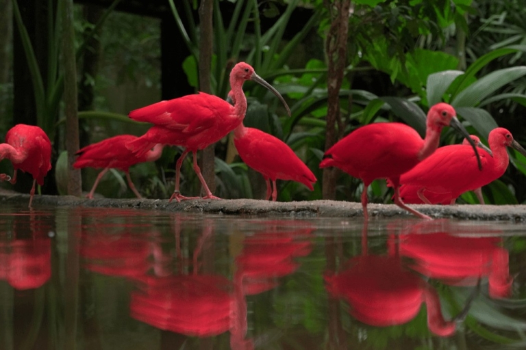 Foz do Iguaçu: Bird Park Tour with Tickets Bird Park Tour - Private