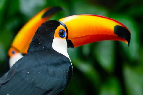 Foz do Iguaçu: Bird Park Tour with Tickets