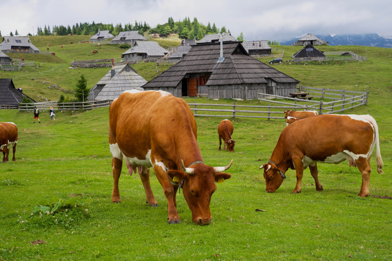 From Ljubljana: Velika Planina Tour with Meal & Photos