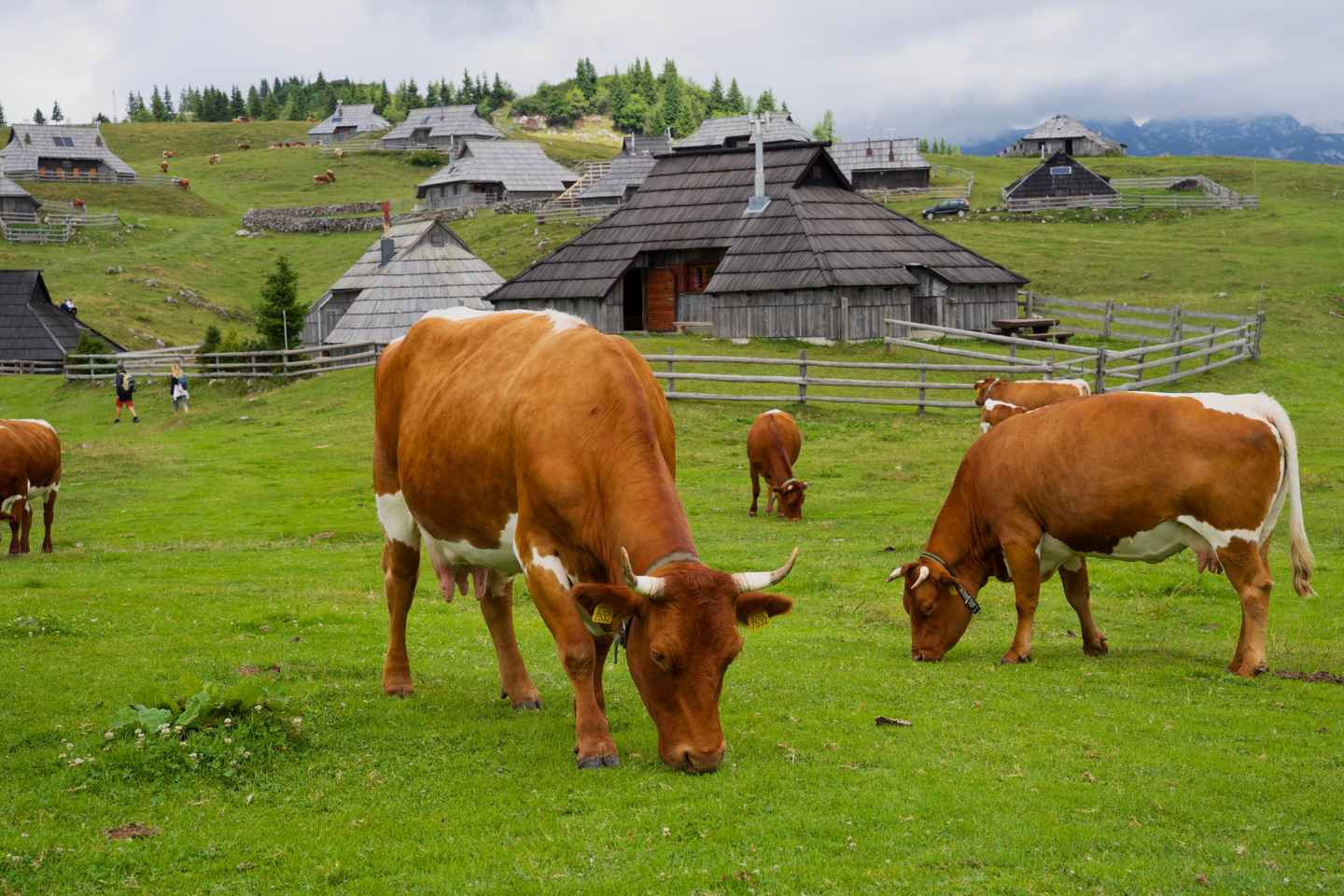 From Ljubljana: Velika Planina Tour with Meal & Photos