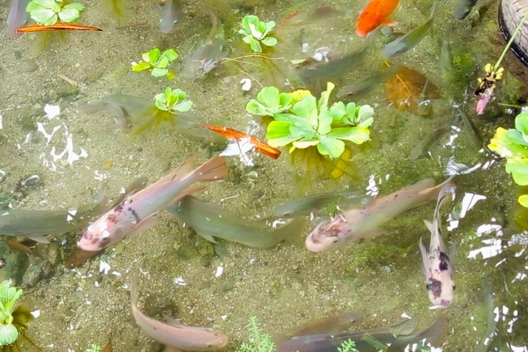 Port Vila: Mele Cascades, Snorkeling, and Fish Feeding Tour