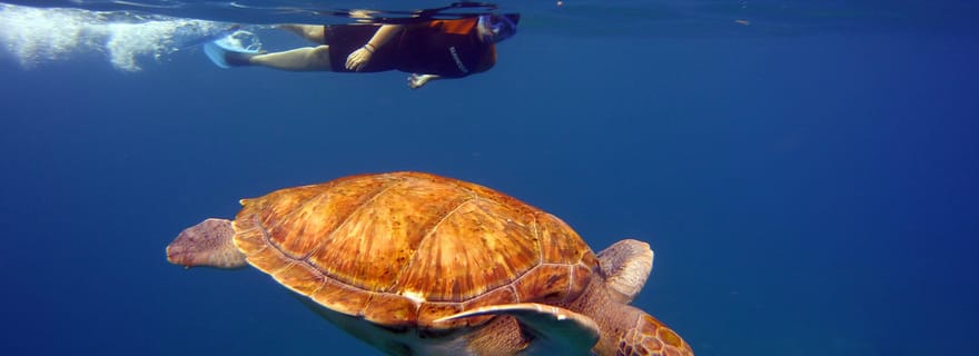 Abades : Paddle Surfing et Snorkelling avec les tortues dans les récifs volcaniques