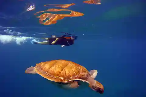 Abades: Paddle Surf y Snorkel con Tortugas en Arrecife Volcánico