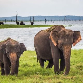 Hambantota: Udawalawe Safari and Elephant Transit Home Trip