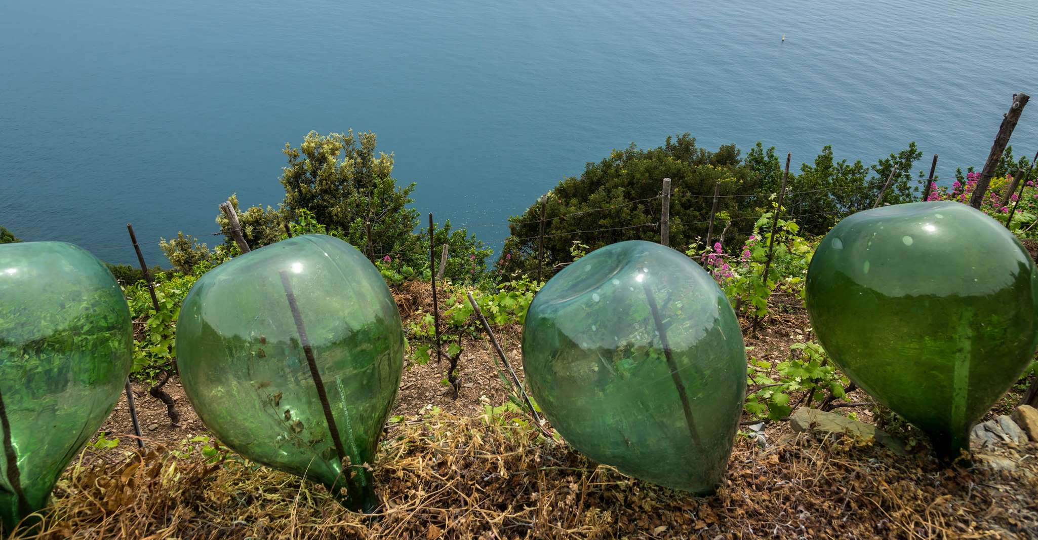 Riomaggiore, Vineyard & Wine Cellar Tour with Wine Tasting - Housity