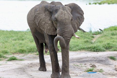 From Victoria Falls: 3-Day Chobe National Park Safari Tour
