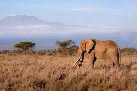 Nairobi: Dagsutflykt till nationalparken Amboseli med Masai Village