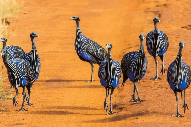 3-DNIOWE SAFARI DO WSCHODNIEGO I ZACHODNIEGO PARKU NARODOWEGO TSAVO