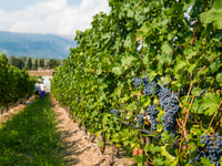 Lake Garda, Garda Hills Wine Tour en proeverij - Housity