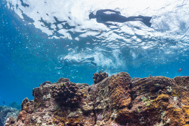Hawái: tour de esnórquel en la bahía de Kealakekua y Pu'uhonua O Honaunau