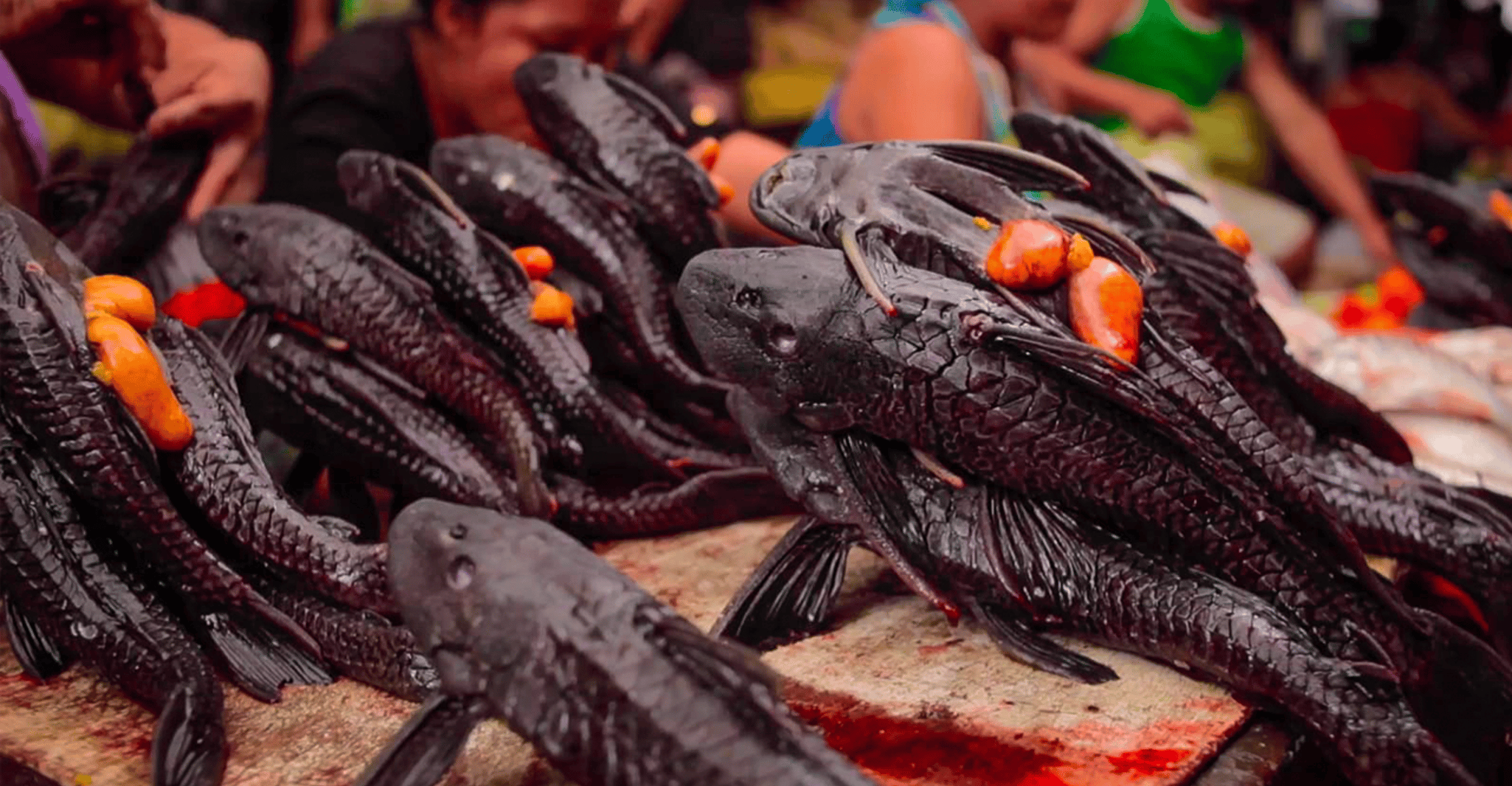 Iquitos, Belen Market e Veneza Loretana Tour guiado - Hizvo