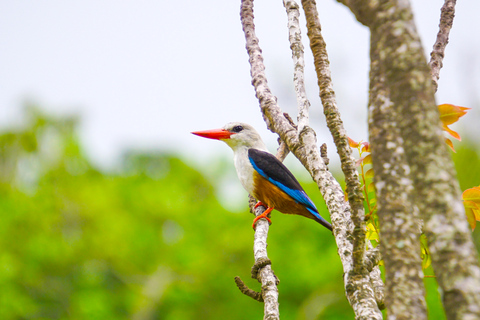 Van Praia: Full-Day Santiago Island Tour & Tarrafal BeachGedeelde groepsreis