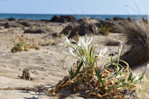 Desde Creta: excursión de un día a Elafonisi con recogida incluidaDesde Creta: excursión de un día a la isla de Elafonisi