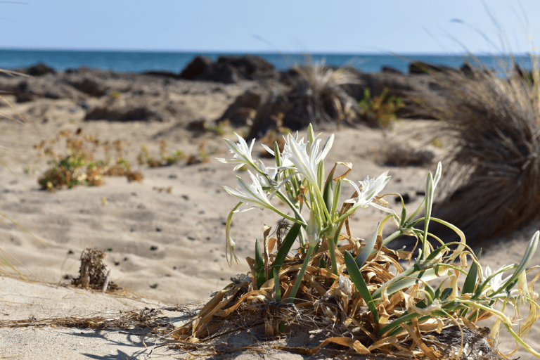 Desde Creta: excursión de un día a Elafonisi con recogida incluidaDesde Creta: excursión de un día a la isla de Elafonisi