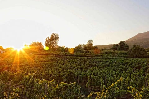 Boscotrecase: Vesuvius Wine Tasting Tour With Lunch