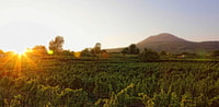 Boscotrecase, visite dégustation de vin de Vesuvius avec déjeuner - Hizvo