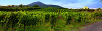 Boscotrecase, visite dégustation de vin de Vesuvius avec déjeuner - Hizvo