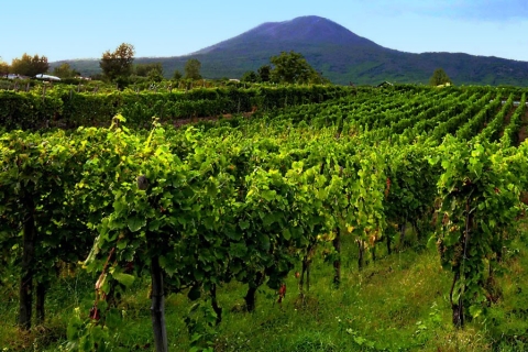 Boscotrecase: tour de cata de vinos del Vesubio con almuerzoTour de cata de vinos en las laderas del Vesubio.