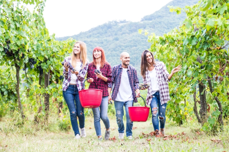 Boscotrecase: tour de cata de vinos del Vesubio con almuerzoTour de cata de vinos en las laderas del Vesubio.