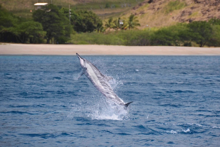 Oahu: excursie met dolfijnen zwemmen en snorkelen met schildpadden in Waianae